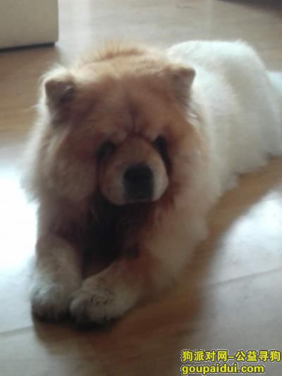【北京找狗】，寻狗启示 棕黄色松狮，它是一只非常可爱的宠物狗狗，希望它早日回家，不要变成流浪狗。