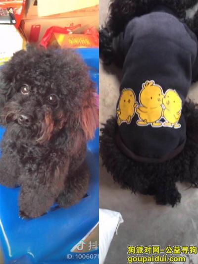 【广州找狗】，广州番禺区石基镇镇政府寻找黑色泰迪，它是一只非常可爱的宠物狗狗，希望它早日回家，不要变成流浪狗。