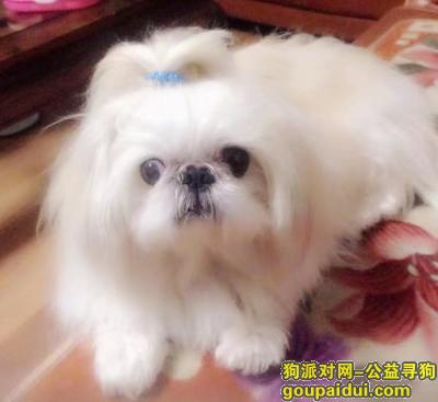 【北京找狗】，寻找狗狗仔仔，请看到者联系我，必有重谢！，它是一只非常可爱的宠物狗狗，希望它早日回家，不要变成流浪狗。