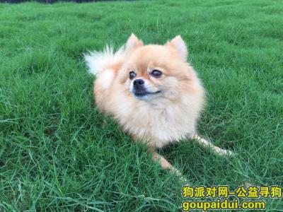 【杭州找狗】，寻2017年12月17日于杭州西湖区UN公社内走失的黄色博美犬，它是一只非常可爱的宠物狗狗，希望它早日回家，不要变成流浪狗。