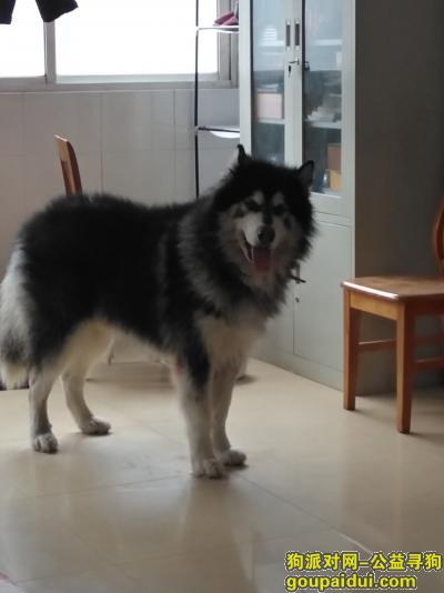 【南京找狗】，2018年1月12日丢失，它是一只非常可爱的宠物狗狗，希望它早日回家，不要变成流浪狗。