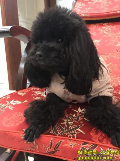 【上海找狗】，上海闵行区古龙路300弄寻找黑色泰迪，它是一只非常可爱的宠物狗狗，希望它早日回家，不要变成流浪狗。