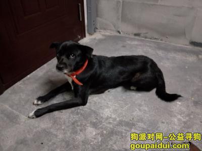 【杭州找狗】，求乔司镇五星村狗贩子电话，它是一只非常可爱的宠物狗狗，希望它早日回家，不要变成流浪狗。