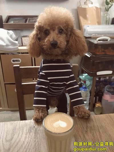 成都紫荆南路上海花园  求热心人帮忙，它是一只非常可爱的宠物狗狗，希望它早日回家，不要变成流浪狗。