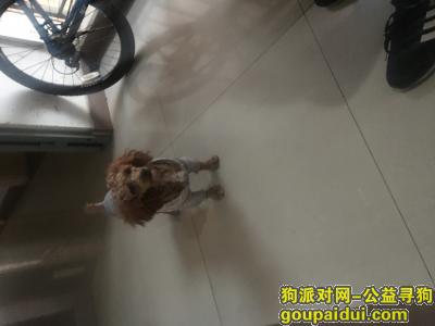 捡到狗，成都塔子山公园地铁站附近捡到，它是一只非常可爱的宠物狗狗，希望它早日回家，不要变成流浪狗。