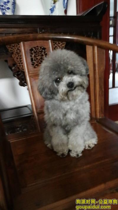 【南京找狗】，1.17日中午11:30左右丢失一条灰色泰迪，它是一只非常可爱的宠物狗狗，希望它早日回家，不要变成流浪狗。