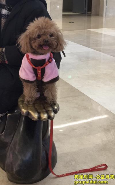 【南京找狗】，重金寻狗，江宁天印山菜场附近，它是一只非常可爱的宠物狗狗，希望它早日回家，不要变成流浪狗。