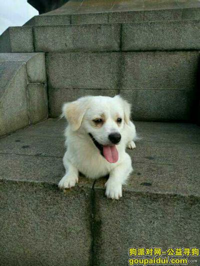 寻找爱狗，么么哒小公狗。白色串串，它是一只非常可爱的宠物狗狗，希望它早日回家，不要变成流浪狗。
