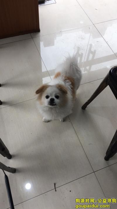 【上海找狗】，寻找爱狗，名叫嘟嘟，它是一只非常可爱的宠物狗狗，希望它早日回家，不要变成流浪狗。