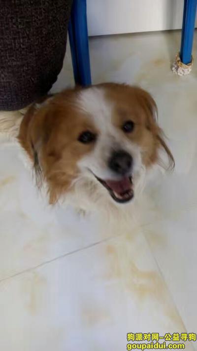 【哈尔滨找狗】，狗狗是在哈尔滨市阿城区丢的，求扩散，谢谢，它是一只非常可爱的宠物狗狗，希望它早日回家，不要变成流浪狗。
