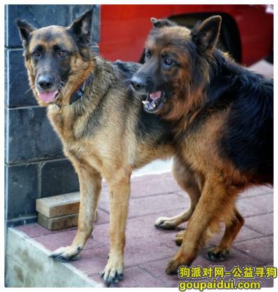 2017年11月28日在北京昌平区小汤山镇九华山庄走失两只黑背，它是一只非常可爱的宠物狗狗，希望它早日回家，不要变成流浪狗。