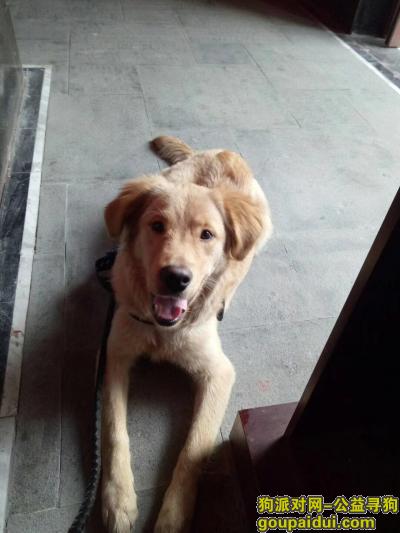 寻狗：金毛 6个多月 叫多多 1月18晚上7点半于宜昌市港窑路苏家榜社区走丢，它是一只非常可爱的宠物狗狗，希望它早日回家，不要变成流浪狗。