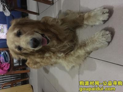 朝阳百子湾寻果果回家，它是一只非常可爱的宠物狗狗，希望它早日回家，不要变成流浪狗。