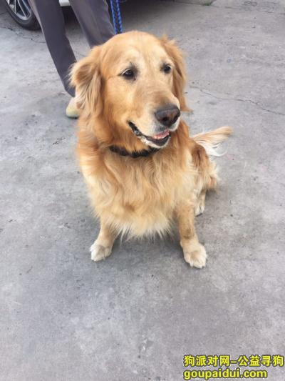 【北京找狗】，北京朝阳区百子湾西大望路寻找金毛犬，它是一只非常可爱的宠物狗狗，希望它早日回家，不要变成流浪狗。
