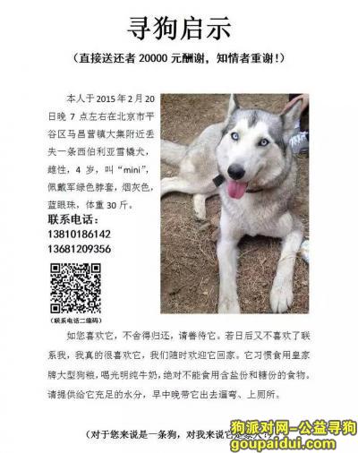 【北京找狗】，寻烟灰色，桃脸哈士奇，它是一只非常可爱的宠物狗狗，希望它早日回家，不要变成流浪狗。