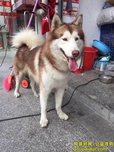 深圳捡到狗，坪山13590390540，它是一只非常可爱的宠物狗狗，希望它早日回家，不要变成流浪狗。