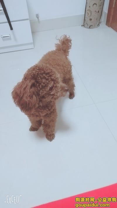 【苏州找狗】，棕色泰迪，1月22日下午丢失，它是一只非常可爱的宠物狗狗，希望它早日回家，不要变成流浪狗。