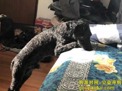 郑州市二七区铁英街康复前街附近丢失一条刚剃过毛的黑色泰迪，它是一只非常可爱的宠物狗狗，希望它早日回家，不要变成流浪狗。