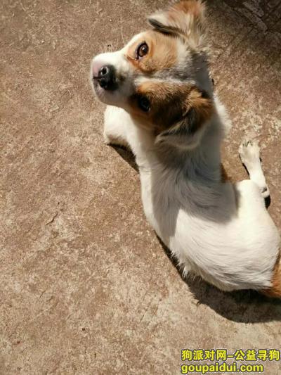 寻找蝴蝶犬串串名字叫小白，它是一只非常可爱的宠物狗狗，希望它早日回家，不要变成流浪狗。