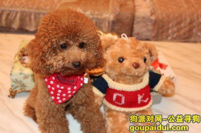 台州丢狗，台州椒江于1月22号傍晚5点左右丢失一只棕色泰迪和白色比熊，它是一只非常可爱的宠物狗狗，希望它早日回家，不要变成流浪狗。