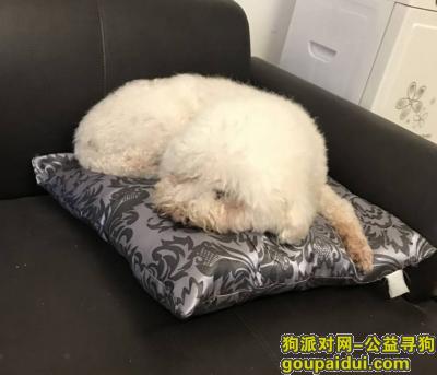 【上海找狗】，13岁老年比熊外面流浪了10今天了，求信息，它是一只非常可爱的宠物狗狗，希望它早日回家，不要变成流浪狗。