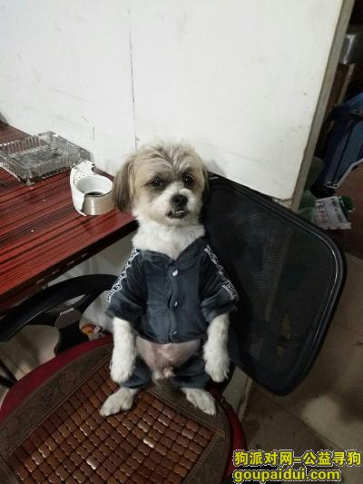 【上海找狗】，寻找爱犬11岁的老狗名字叫宝宝，它是一只非常可爱的宠物狗狗，希望它早日回家，不要变成流浪狗。