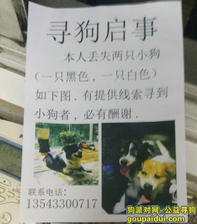 【深圳找狗】，2只蝴蝶小型犬黑白和黄白，它是一只非常可爱的宠物狗狗，希望它早日回家，不要变成流浪狗。