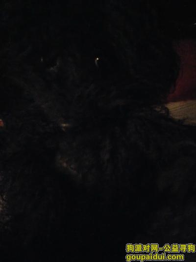 【常州找狗】，常州清凉东方花园附近奥丝丁理发店正对面丢失黑色小母狗泰迪一只，它是一只非常可爱的宠物狗狗，希望它早日回家，不要变成流浪狗。