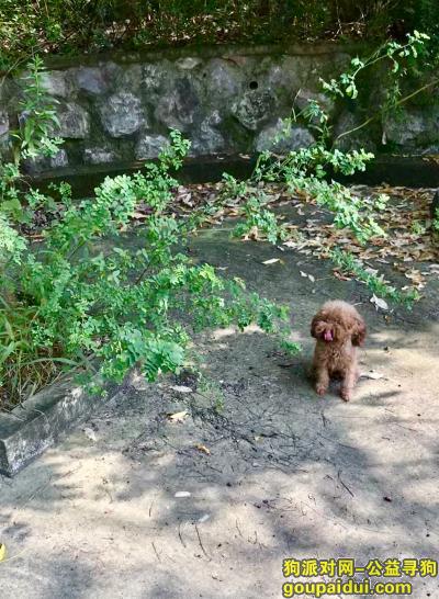 嘉兴丢狗，急寻丢失三个月的红棕色小体泰迪，它是一只非常可爱的宠物狗狗，希望它早日回家，不要变成流浪狗。