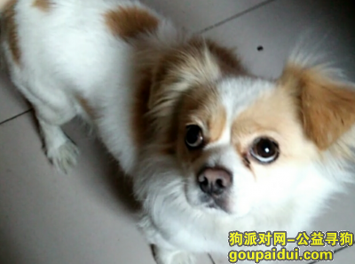 【郑州找狗】，河南省郑州市金水区丢失一只雄性京巴串儿，它是一只非常可爱的宠物狗狗，希望它早日回家，不要变成流浪狗。