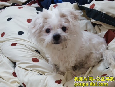 【天津找狗】，有偿寻狗 南开区嘉陵道，它是一只非常可爱的宠物狗狗，希望它早日回家，不要变成流浪狗。