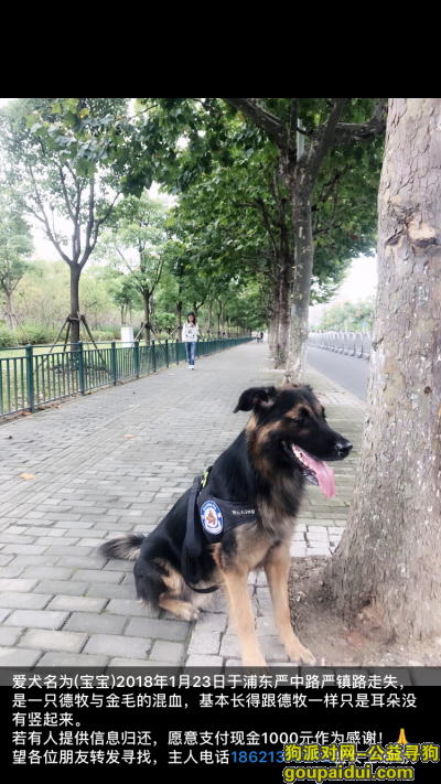 【上海找狗】，上海浦东南码头，花木寻狗，重金酬谢。，它是一只非常可爱的宠物狗狗，希望它早日回家，不要变成流浪狗。