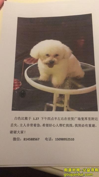【济南找狗】，寻狗启示  白色比熊犬，它是一只非常可爱的宠物狗狗，希望它早日回家，不要变成流浪狗。