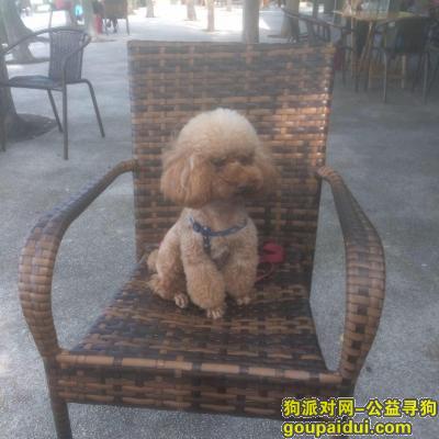【苏州找狗】，苏州健身步道遗失泰迪狗狗波波，它是一只非常可爱的宠物狗狗，希望它早日回家，不要变成流浪狗。