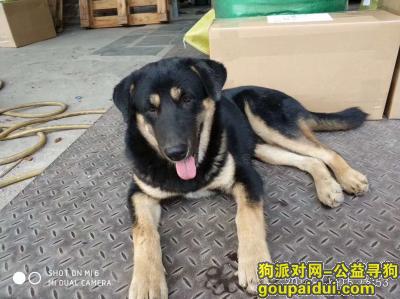 【广州找狗】，1月26号在增城三江镇西区走失爱犬，法法，它是一只非常可爱的宠物狗狗，希望它早日回家，不要变成流浪狗。