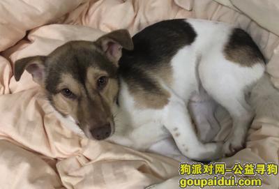 【苏州找狗】，尋狗 咖啡與白色相間中華田園犬，它是一只非常可爱的宠物狗狗，希望它早日回家，不要变成流浪狗。