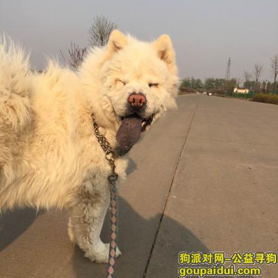 【北京找狗】，【寻狗启示】房山走失大型白色松狮（男孩），它是一只非常可爱的宠物狗狗，希望它早日回家，不要变成流浪狗。