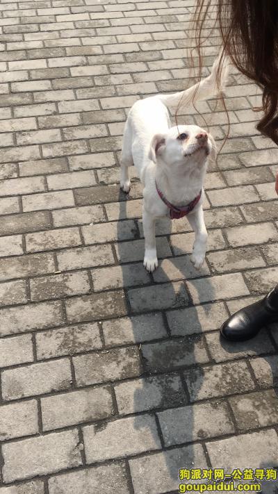浦东东昌路捡到狗狗，白色，大约10kg，很乖，它是一只非常可爱的宠物狗狗，希望它早日回家，不要变成流浪狗。