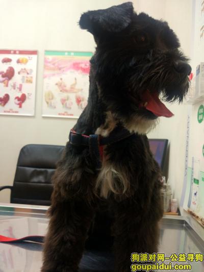 【上海捡到狗】，1月28日杨浦捡到雪纳瑞，它是一只非常可爱的宠物狗狗，希望它早日回家，不要变成流浪狗。
