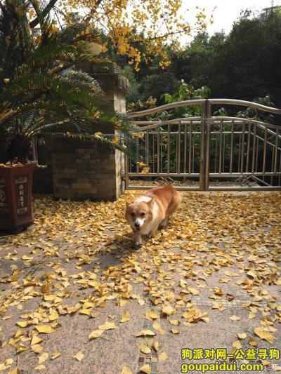 【重庆找狗】，重庆渝北 丢失爱犬 重金寻回，它是一只非常可爱的宠物狗狗，希望它早日回家，不要变成流浪狗。