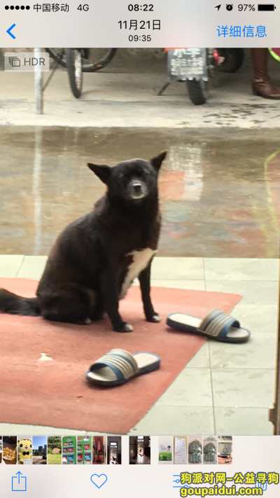 宁波寻狗，宁波海曙鄞江啤酒厂附近找黑色母狗 名字叫黑仔，它是一只非常可爱的宠物狗狗，希望它早日回家，不要变成流浪狗。