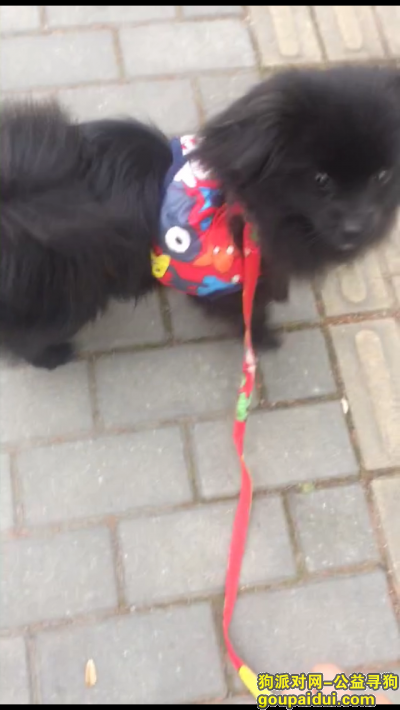 【上海找狗】，小黑狗走丢两天了，希望大家能看到给送过去了，它是一只非常可爱的宠物狗狗，希望它早日回家，不要变成流浪狗。