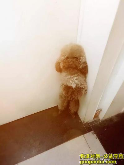 【郑州找狗】，重金寻2月1号嵩山路沁河路丢失巧克力色泰迪狗狗，它是一只非常可爱的宠物狗狗，希望它早日回家，不要变成流浪狗。