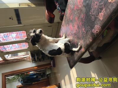 【北京找狗】，寻找爱犬，1月23日走失，它是一只非常可爱的宠物狗狗，希望它早日回家，不要变成流浪狗。