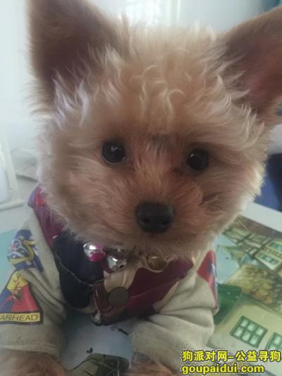 【上海找狗】，泰迪熊布娃娃型的小可爱，它是一只非常可爱的宠物狗狗，希望它早日回家，不要变成流浪狗。