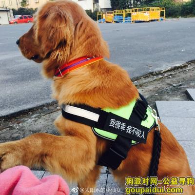 【杭州找狗】，在余杭地铁二号线白洋站丢失一只金毛，它是一只非常可爱的宠物狗狗，希望它早日回家，不要变成流浪狗。