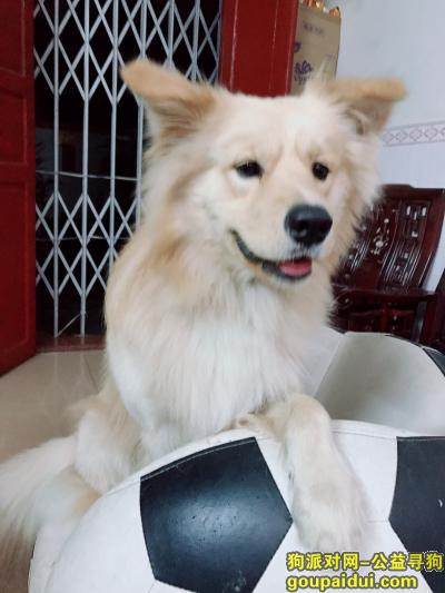 寻傻狗儿子，金毛萨摩耶串串，浅金黄色的毛毛，它是一只非常可爱的宠物狗狗，希望它早日回家，不要变成流浪狗。