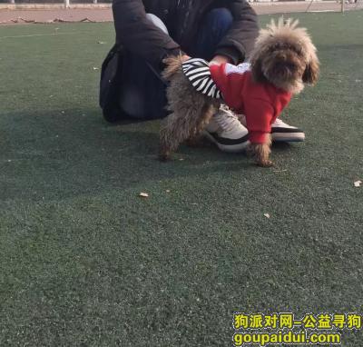 【郑州找狗】，郑州嵩山路沁河路丢失巧克力色泰迪，它是一只非常可爱的宠物狗狗，希望它早日回家，不要变成流浪狗。