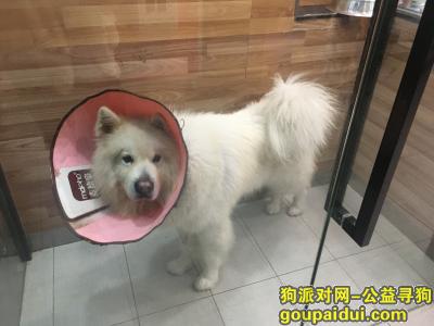 深圳龙华大型萨摩耶公犬，佩有项圈刚做过绝育，它是一只非常可爱的宠物狗狗，希望它早日回家，不要变成流浪狗。