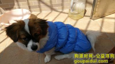 【广州找狗】，2月2日在广州番禺南村镇清华坊旁的水上公园丢失一只蝴蝶犬，它是一只非常可爱的宠物狗狗，希望它早日回家，不要变成流浪狗。